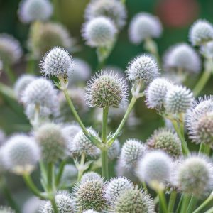 Eryngium Yuccifolium, Rattlesnake Master, Button Snakeroot, Rattlesnake's Master, Button Eryngo, Dry soils plants, Blue flowers, silver perennials