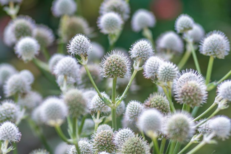 Eryngium Yuccifolium, Rattlesnake Master, Button Snakeroot, Rattlesnake's Master, Button Eryngo, Dry soils plants, Blue flowers, silver perennials