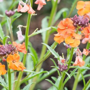 Erysimum 'Apricot Twist', Wallflower 'Apricot Twist', Erysimum 'Apricot Delight', Wallflower 'Apricot Delight', Erysimum x Marshallii 'Apricot Delight', orange wallflower, orange erysimum