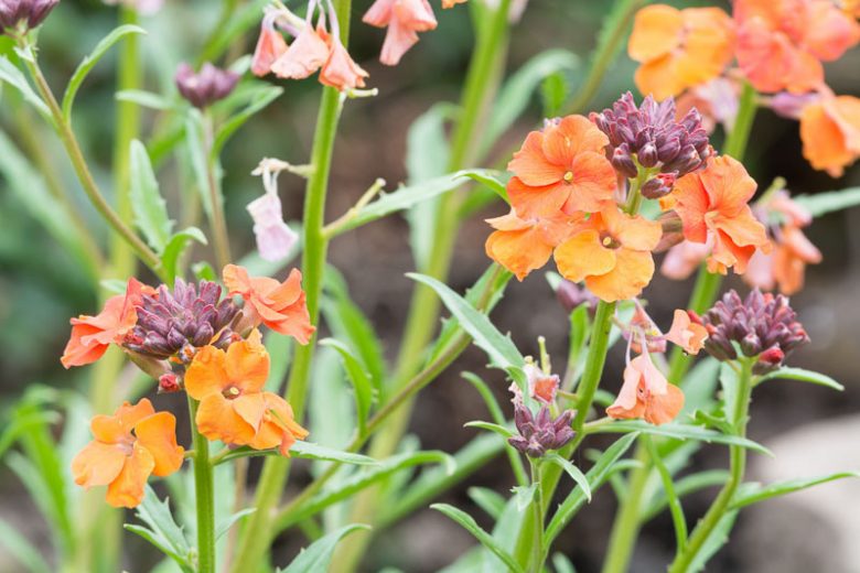 Erysimum 'Apricot Twist', Wallflower 'Apricot Twist', Erysimum 'Apricot Delight', Wallflower 'Apricot Delight', Erysimum x Marshallii 'Apricot Delight', orange wallflower, orange erysimum