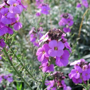 Wallflowers, Erysimum, Cheiranthus, spring flowers, fall flowers, spring garden ideas Erysimum Bowles Mauve, cheiranthus linifolium, Erysimum Linifolium