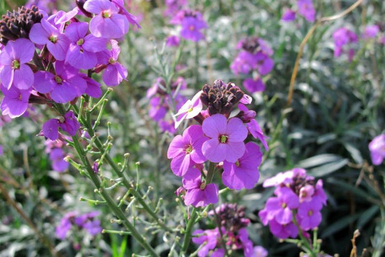 Wallflowers, Erysimum, Cheiranthus, spring flowers, fall flowers, spring garden ideas Erysimum Bowles Mauve, cheiranthus linifolium, Erysimum Linifolium