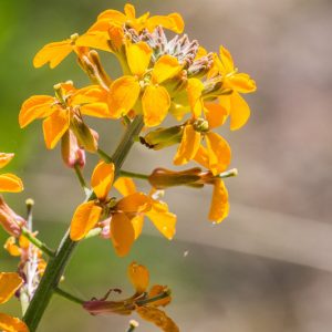 Erysimum capitatum, Sand-Dune Wallflower, Western Wallflower, Prairie Rocket, Coast Wallflower, Coastal Wallflower, yellow wallflower, yellow erysimum