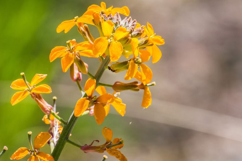 Erysimum capitatum, Sand-Dune Wallflower, Western Wallflower, Prairie Rocket, Coast Wallflower, Coastal Wallflower, yellow wallflower, yellow erysimum