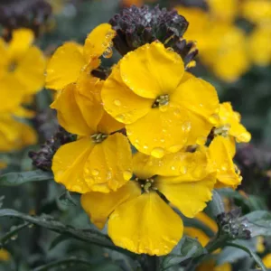 Erysimum 'Walberton's Fragrant Sunshine', Wallflower 'Walberton's Fragrant Sunshine', Erysimum  'Fragrant Sunshine', yellow wallflower, yellow erysimum