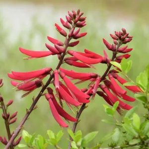 Erythrina herbacea, Cardinal Spear, Coralbean, Cherokee Bean, Red Cardinal, Erythrina arborea, Red Flowers