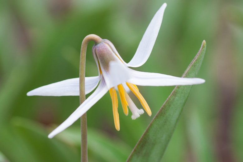 Erythronium albidum, White Trout Lily, White Troutlily, White Dog's Tooth Violet, White Fawn Lily, Adder's-Tongue, Blonde Lilian, White flowers, shade perennials