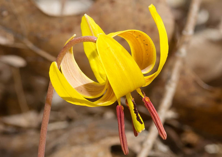 Erythronium americanum, Yellow Trout Lily, Yellow Dog's Tooth Violet, Yellow Adder’s Tongue, Yellow Fawn Lily , Yellow flowers, shade perennials