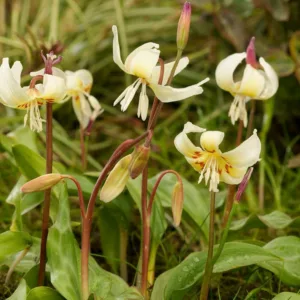 Erythronium californicum 'White Beauty', Fawn Lily 'White Beauty', Erythronium oreganum 'White Beauty', Erythronium revolutum 'White Beauty', Erythronium 'White Beauty', White flowers, perennials for shade