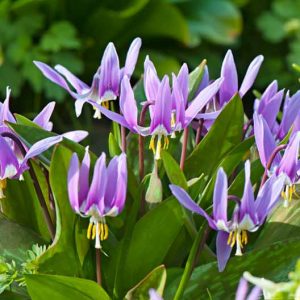 Erythronium dens-canis, Dog's Tooth Violet, Trout Lily, Adder's Tongue, Fawn Lily, Purple flowers, Spring flowers, Shade perennials