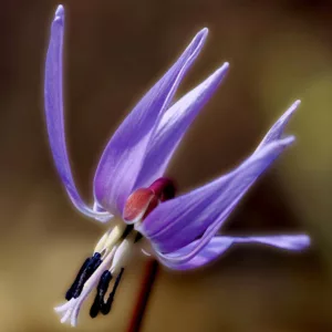 Erythronium dens-canis 'Japonicum', Dog's Tooth Violet 'Japonicum', Trout Lily 'Japonicum', Adder's Tongue 'Japonicum', Fawn Lily 'Japonicum, Purple flowers, Spring flowers, Shade perennials
