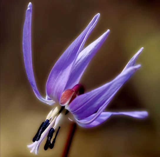 Erythronium dens-canis 'Japonicum', Dog's Tooth Violet 'Japonicum', Trout Lily 'Japonicum', Adder's Tongue 'Japonicum', Fawn Lily 'Japonicum, Purple flowers, Spring flowers, Shade perennials