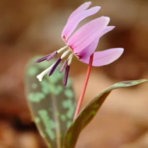Erythronium dens-canis 'Lilac Wonder', Dog's Tooth Violet 'Lilac Wonder', Trout Lily 'Lilac Wonder', Adder's Tongue 'Lilac Wonder', Fawn Lily 'Lilac Wonder', Purple flowers, Pink flowers, Spring flowers, Shade perennials