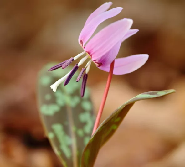 Erythronium dens-canis 'Lilac Wonder', Dog's Tooth Violet 'Lilac Wonder', Trout Lily 'Lilac Wonder', Adder's Tongue 'Lilac Wonder', Fawn Lily 'Lilac Wonder', Purple flowers, Pink flowers, Spring flowers, Shade perennials