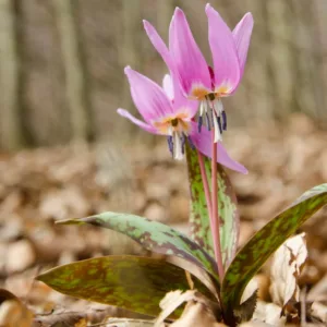 Erythronium dens-canis 'Purple King', Dog's Tooth Violet 'Purple King', Trout Lily 'Purple King', Adder's Tongue 'Purple King', Fawn Lily 'Purple King', Purple flowers, Spring flowers, Shade perennials