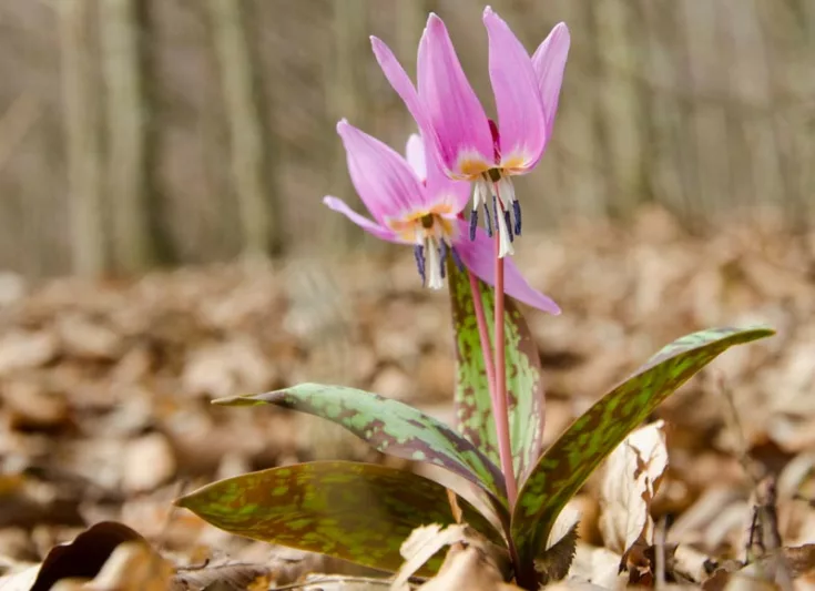 Erythronium dens-canis 'Purple King', Dog's Tooth Violet 'Purple King', Trout Lily 'Purple King', Adder's Tongue 'Purple King', Fawn Lily 'Purple King', Purple flowers, Spring flowers, Shade perennials