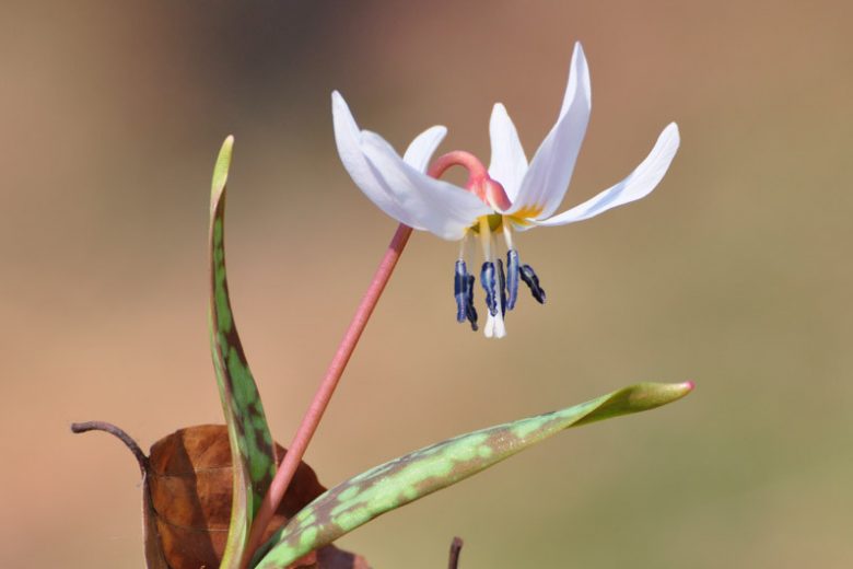 Erythronium dens-canis 'Snowflake', Dog's Tooth Violet 'Snowflake', Trout Lily 'Snowflake', Adder's Tongue 'Snowflake', Fawn Lily 'Snowflake', White flowers, Spring flowers, Shade perennials