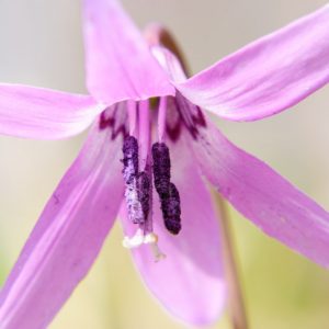 Erythronium japonicum, Asian Fawn Lily, Katakuri, Purple flowers, Spring flowers, Shade perennials