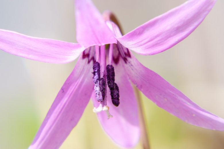 Erythronium japonicum, Asian Fawn Lily, Katakuri, Purple flowers, Spring flowers, Shade perennials