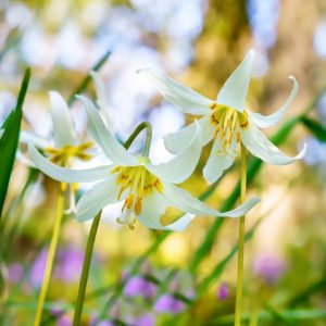Erythronium oregonum, Giant White Fawn-Lily, Giant White Fawnlily, Oregon Fawn Lily, White flowers, shade perennials