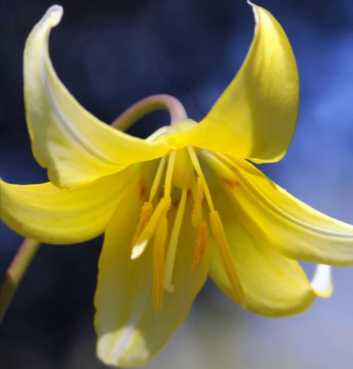 Erythronium 'Pagoda',Dog's Tooth Violet 'Pagoda', Trout Lily, Glacier Lily, Erythronium tuolumnense 'Pagoda', Yellow flowers, perennials for shade