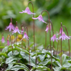 Erythronium revolutum, Mahogany Fawn Lily, Coast Fawn Lily, Pink Fawn Lily, Purple flowers, Pink Flowers, Spring flowers, Shade perennials