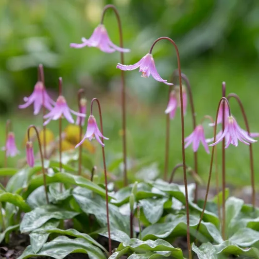 Erythronium revolutum, Mahogany Fawn Lily, Coast Fawn Lily, Pink Fawn Lily, Purple flowers, Pink Flowers, Spring flowers, Shade perennials