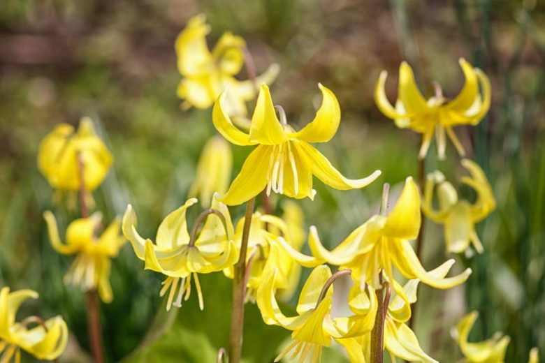 Erythronium tuolumnense, Tuolumne Dog Tooth Violet, Tuolumne Fawn Lily, Yellow flowers, shade perennials