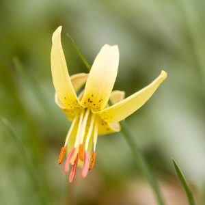 Erythronium umbilicatum, Dimpled Trout Lily, Yellow Trout Lily, Yellow flowers, shade perennials