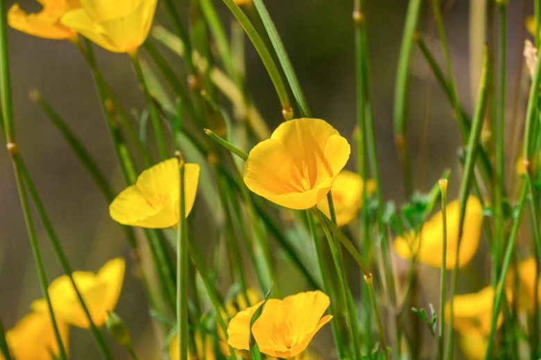 Eschscholzia caespitosa, Tufted Poppy, Tufted-Poppy, Foothill Poppy, Tufted Eschscholzia, California Poppies, Yellow flowers