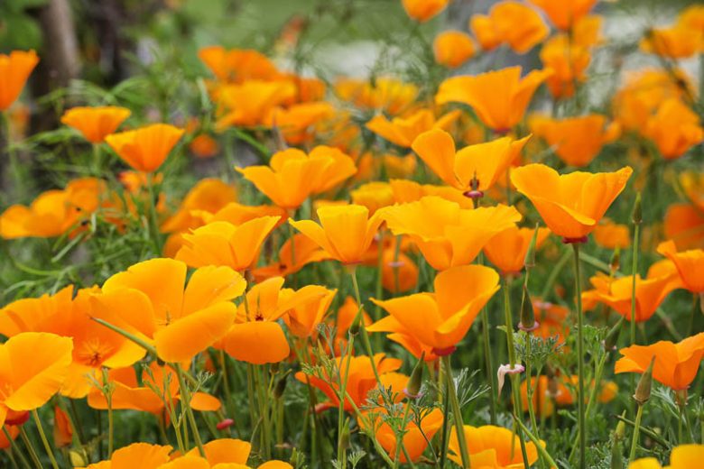 Eschscholzia Californica, California Poppy, Golden Poppy, California Sunlight, Cup of Gold, Golden Cup, California Poppies, Yellow flowers