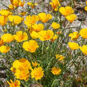 Eschscholzia californica ssp. mexicana, Mexican Gold Poppy, Eschscholzia mexicana, California Poppy, Golden Poppy, California Sunlight, Cup of Gold, Golden Cup, California Poppies, Yellow flowers