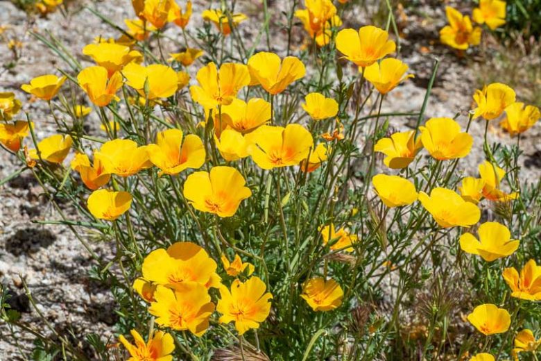 Eschscholzia californica ssp. mexicana, Mexican Gold Poppy, Eschscholzia mexicana, California Poppy, Golden Poppy, California Sunlight, Cup of Gold, Golden Cup, California Poppies, Yellow flowers