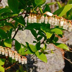 Eubotrys racemosus, Swamp Sweetbells, Swamp Doghobble, Sweetbells Leucothoe, Sweetbells, Deciduous Swamp Fetterbush, Coastal Fetterbush, Swamp Leucothoe, Eubotrys racemosa, Evergreen Shrub