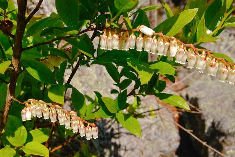 Eubotrys racemosus, Swamp Sweetbells, Swamp Doghobble, Sweetbells Leucothoe, Sweetbells, Deciduous Swamp Fetterbush, Coastal Fetterbush, Swamp Leucothoe, Eubotrys racemosa, Evergreen Shrub
