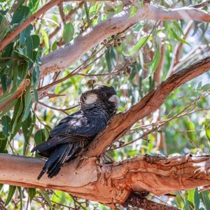 Eucalyptus, Eucalyptus tree, Eucalyptus oil, Snow Gum Eucalyptus, Cider Gum, Silver Dollar Eucalyptus, Lemon Eucalyptus, Rainbow Eucalyptus
