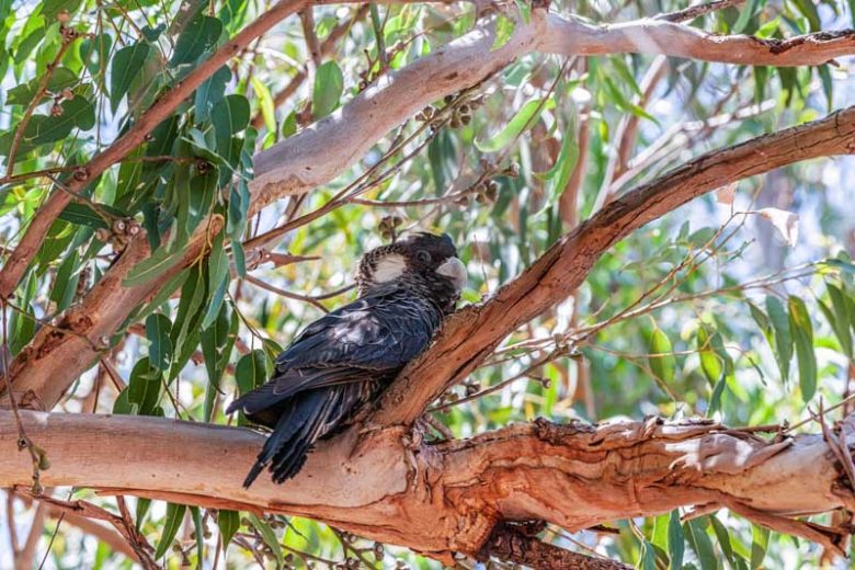 Eucalyptus, Eucalyptus tree, Eucalyptus oil, Snow Gum Eucalyptus, Cider Gum, Silver Dollar Eucalyptus, Lemon Eucalyptus, Rainbow Eucalyptus
