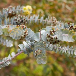 Eucalyptus kruseana, Bookleaf Mallee, Book-Leaf Mallee, Kruse's Bookleaf Mallee, Evergreen Tree, Beautiful Bark, Fragrant Tree