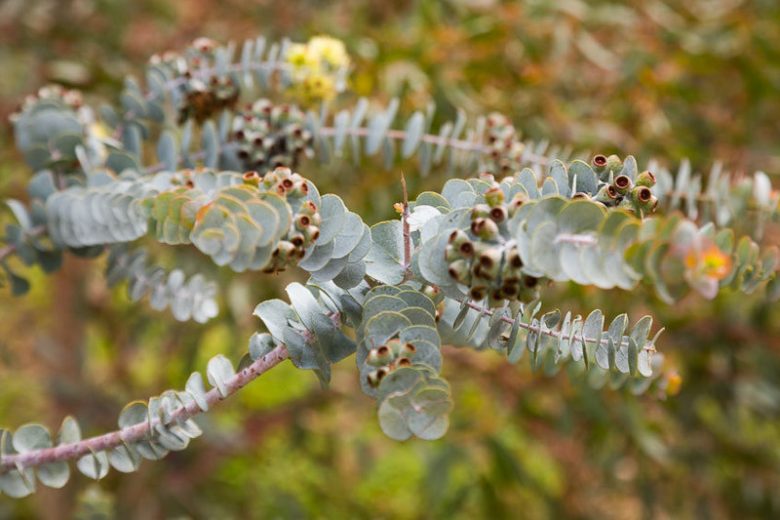 Eucalyptus kruseana, Bookleaf Mallee, Book-Leaf Mallee, Kruse's Bookleaf Mallee, Evergreen Tree, Beautiful Bark, Fragrant Tree