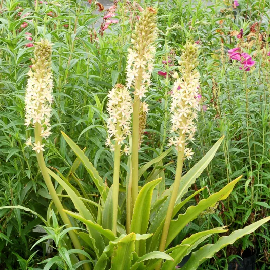 Eucomis Glow Sticks, Pineapple LilyGlow Sticks, Eucomis, Pineapple Lilies, Pineapple Flowers, Pineapple Lily, White Eucomis
