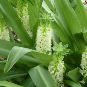 Eucomis Tugela Jade, Pineapple Lily Tugela Jade, Eucomis, Pineapple Lilies, Pineapple Flowers, Pineapple Lily, White Eucomis