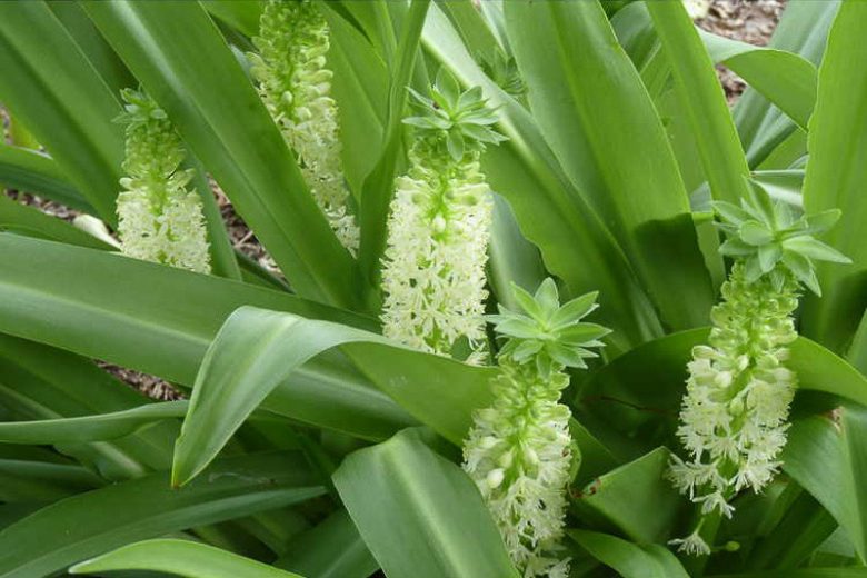 Eucomis Tugela Jade, Pineapple Lily Tugela Jade, Eucomis, Pineapple Lilies, Pineapple Flowers, Pineapple Lily, White Eucomis