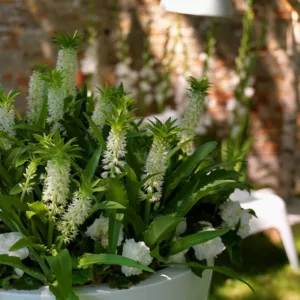Eucomis autumnalis, Autumn Pineapple Lily, Eucomis, Pineapple Lilies, Pineapple Flowers, Pineapple Lily