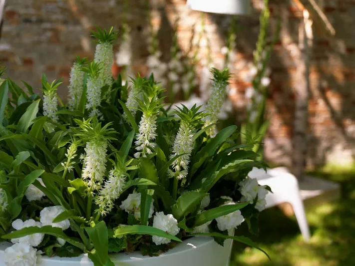 Eucomis autumnalis, Autumn Pineapple Lily, Eucomis, Pineapple Lilies, Pineapple Flowers, Pineapple Lily