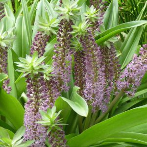 Eucomis comosa 'Reuben', Pineapple Lily 'Reuben', Eucomis, Pineapple Lilies, Pineapple Flowers, Pineapple Lily, Purple Eucomis
