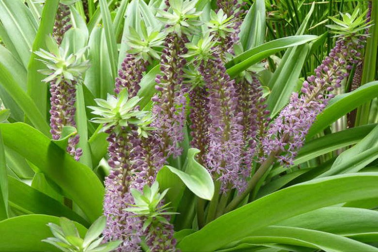 Eucomis comosa 'Reuben', Pineapple Lily 'Reuben', Eucomis, Pineapple Lilies, Pineapple Flowers, Pineapple Lily, Purple Eucomis
