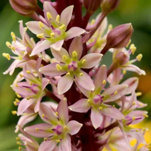 Eucomis comosa 'Sparkling Burgundy', Pineapple Lily 'Sparkling Burgundy', Eucomis, Pineapple Lilies, Pineapple Flowers, Pineapple Lily, sparkling Burgundy