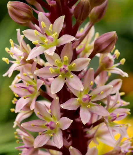 Eucomis comosa 'Sparkling Burgundy', Pineapple Lily 'Sparkling Burgundy', Eucomis, Pineapple Lilies, Pineapple Flowers, Pineapple Lily, sparkling Burgundy