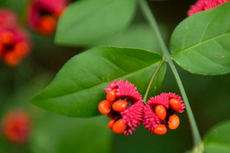 Euonymus americanus, American Strawberry Bush, Strawberry Bush, Brook Euonymus, Hearts-a-burstin, Bursting Heart, Wahoo, Euonymus americana, shrubs, fall color, shrub with berries, red leaves