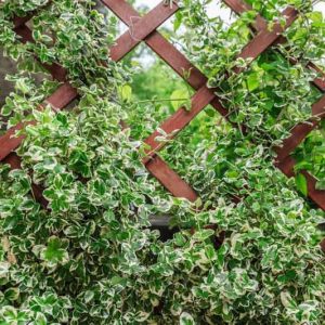 Euonymus Fortunei, Wintercreeper, Chinese Spindle Tree, Climbing Euonymus, Gaiety, Winter Creeper, evergreen shrubs, variegated shrubs